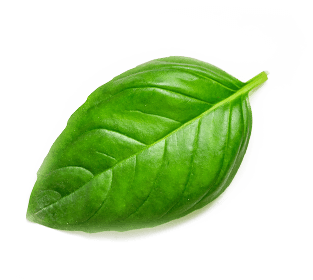 h1-leaf.png