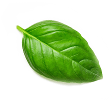 h1-leaf2.png